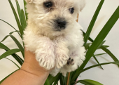 Maltipoo yavru 2 aylık dişi yuvasını arıyor